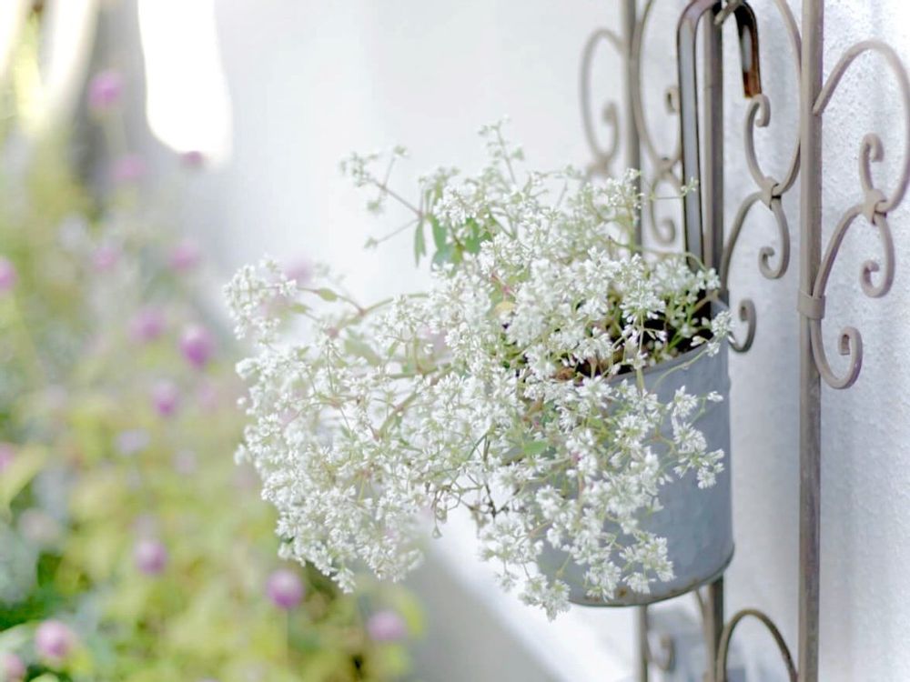 　ユーフォルビア　ダイアモンドスター　白い花