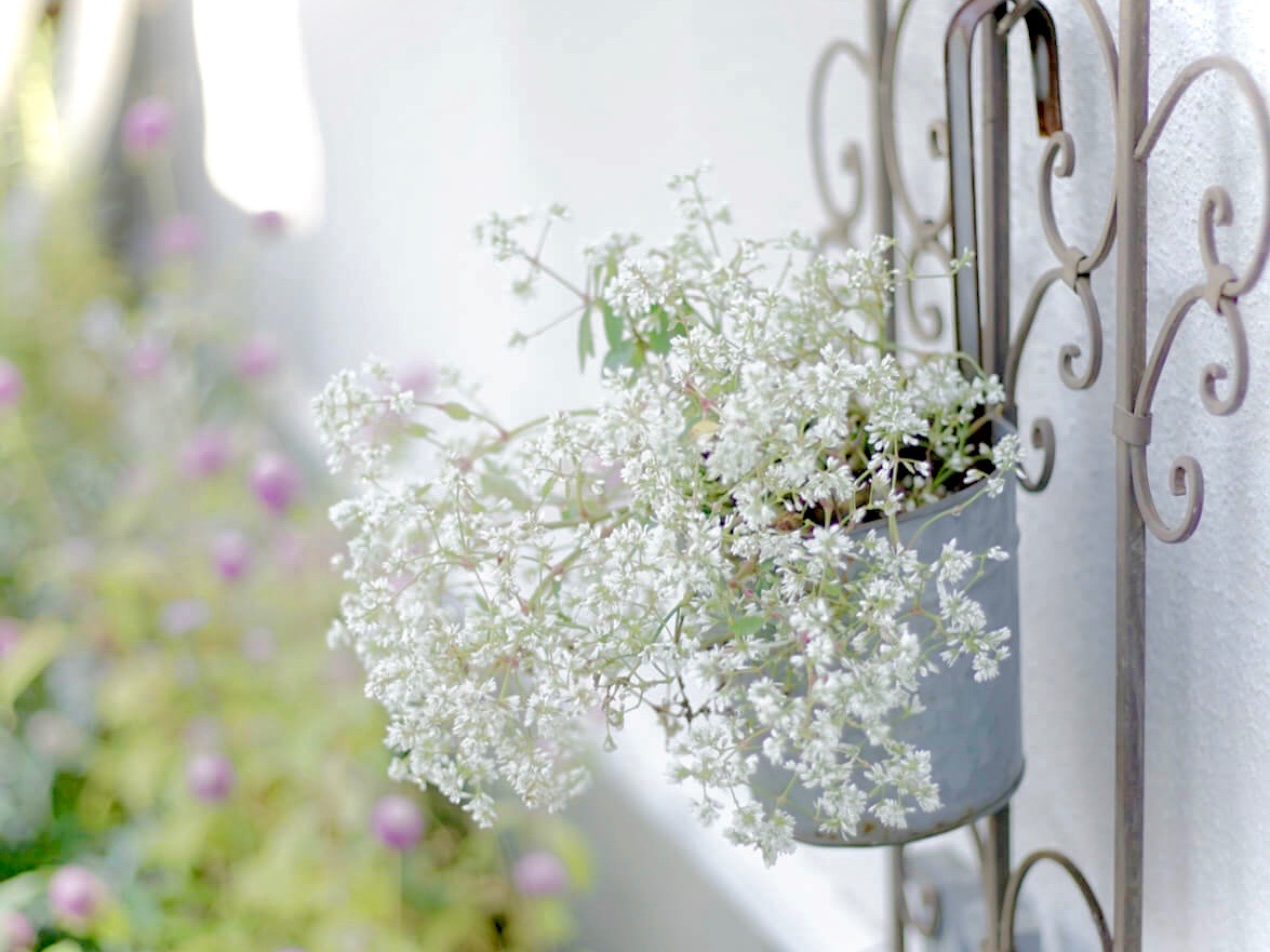 ユーフォルビアの花言葉 人気の種類や花の特徴は Greensnap グリーンスナップ