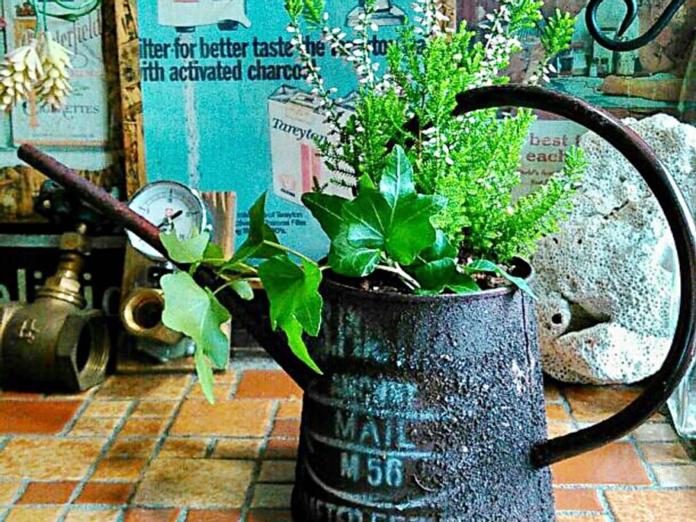 アイビー　カルーナ　寄せ植え　ジョウロ