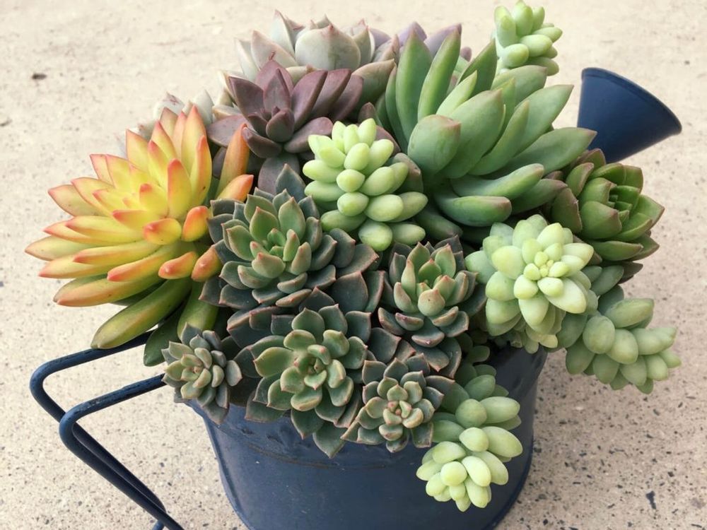 寄せ植え　多肉植物