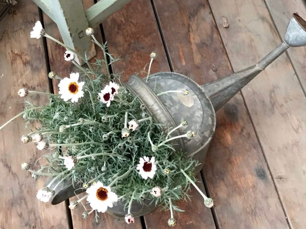 ローダンセマム　ジョウロ