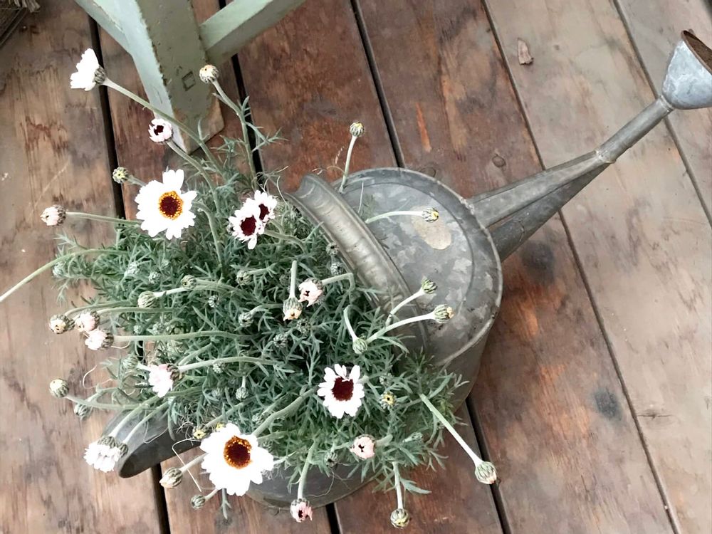 ローダンセマム　ジョウロ