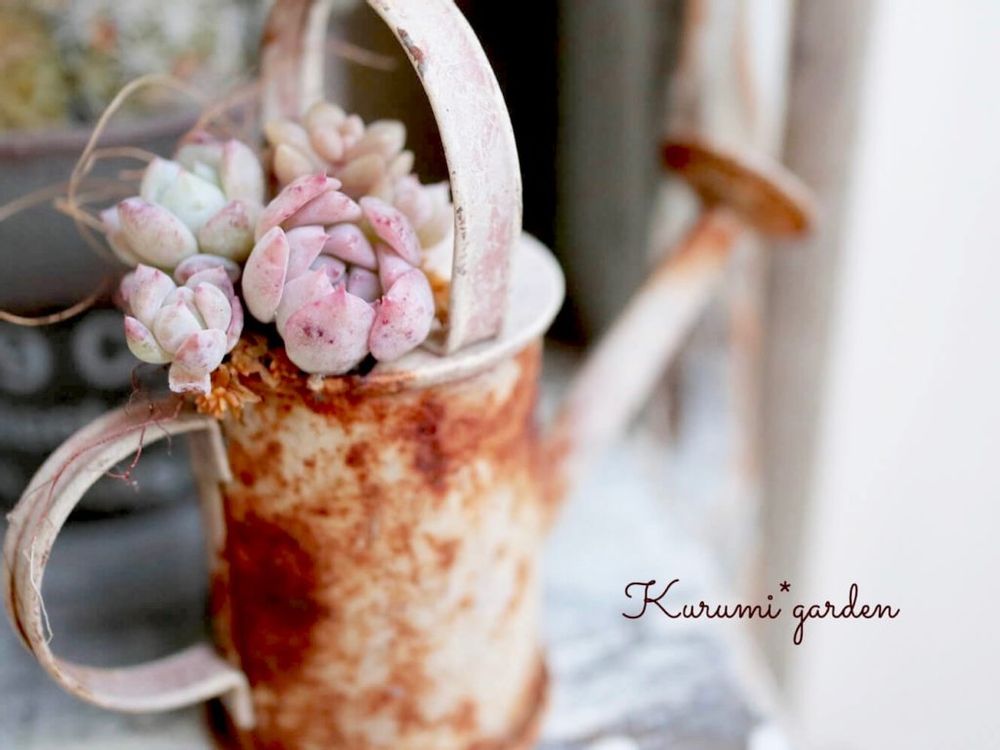 ジョウロ　多肉植物　寄せ植え
