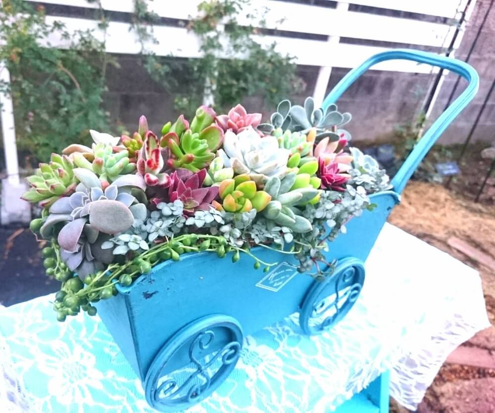 多肉植物　寄せ植え