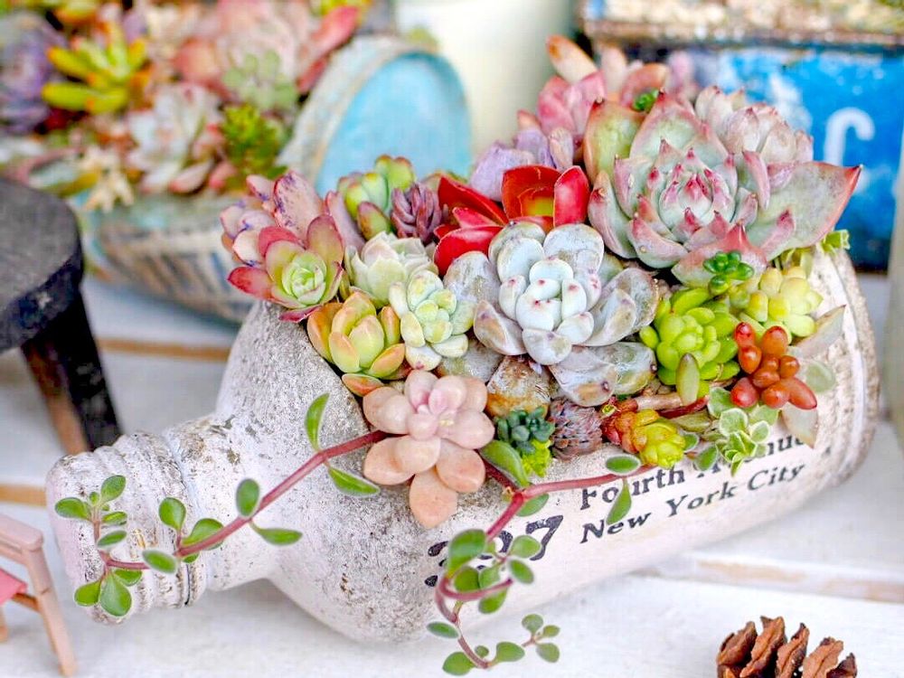 多肉植物　寄せ植え