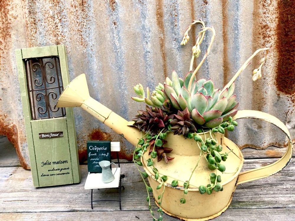 多肉植物　ジョウロ　寄せ植え