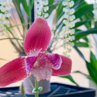 個性的な花姿をしたランの魅力！トレンドの花形とは？の画像