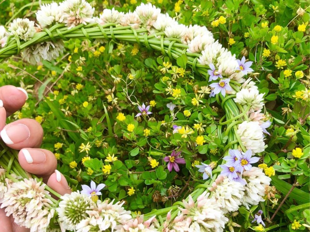 シロツメクサ　花冠　クローバー