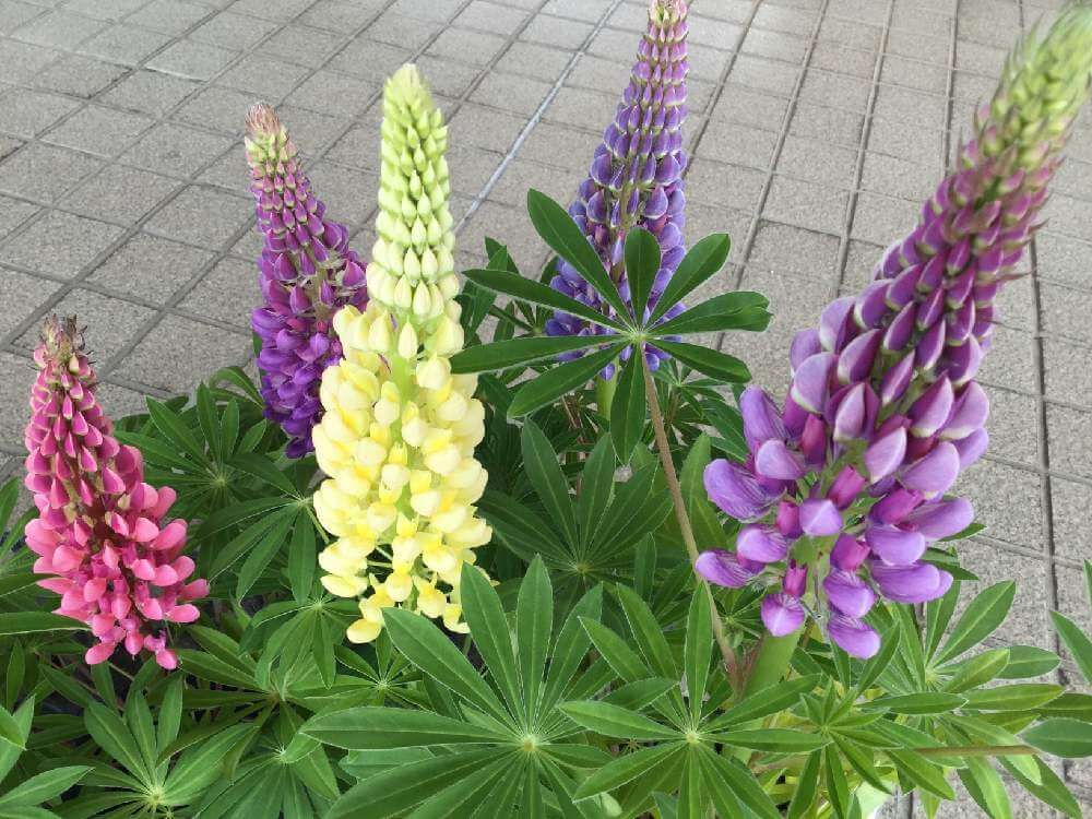 ルピナス by ちょこたん