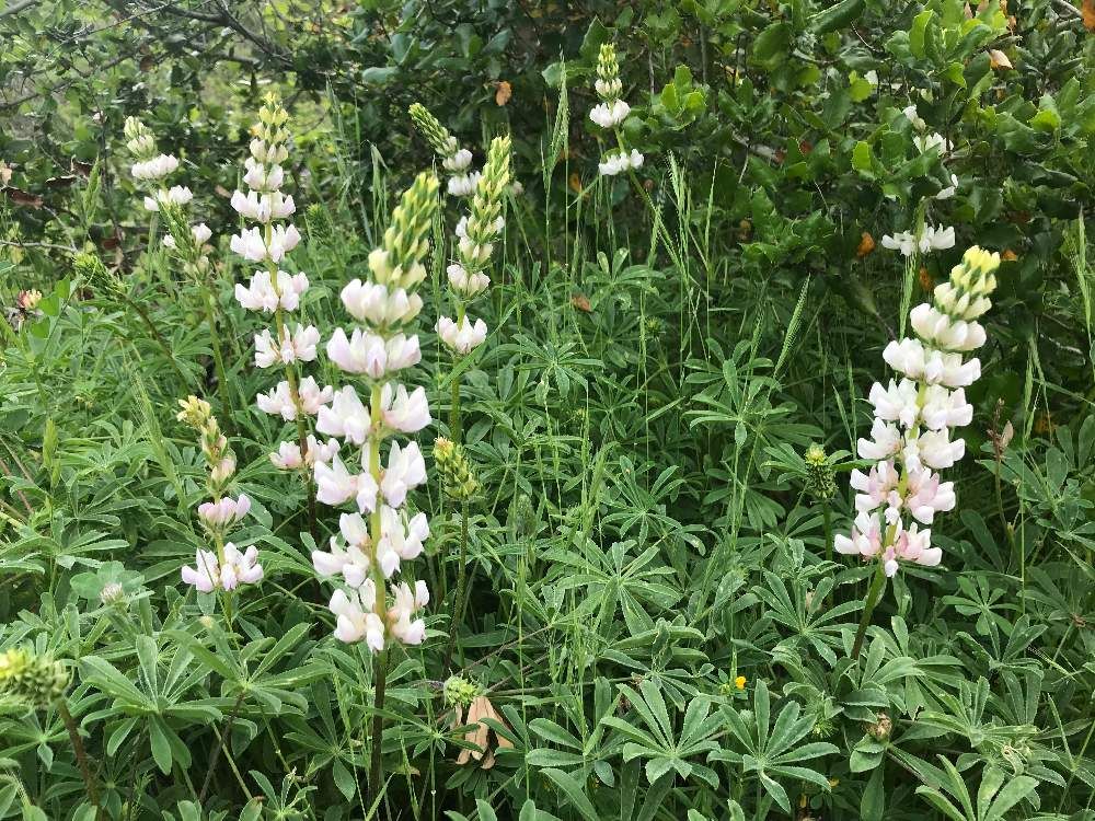 ルピナス by Geoff