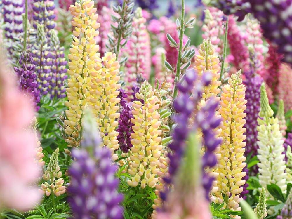 ルピナス by alice