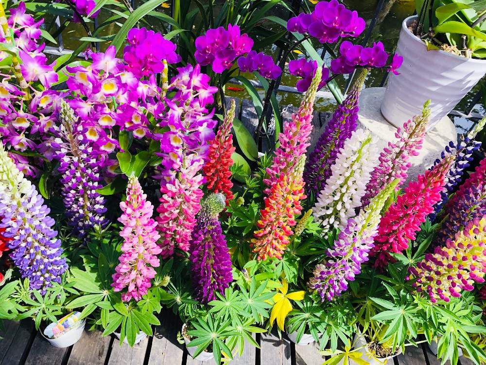 ルピナス by minami