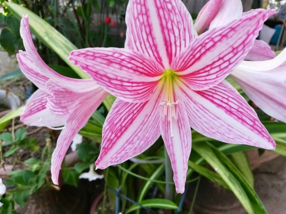 アマリリス　ピンク色の花