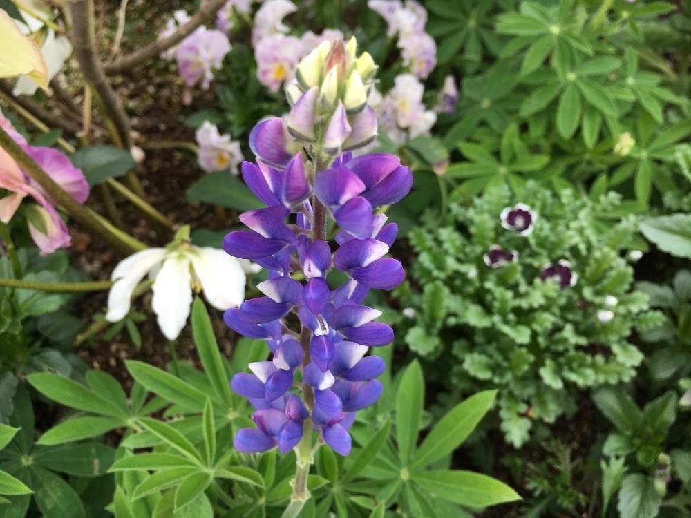 ルピナス by ようこ