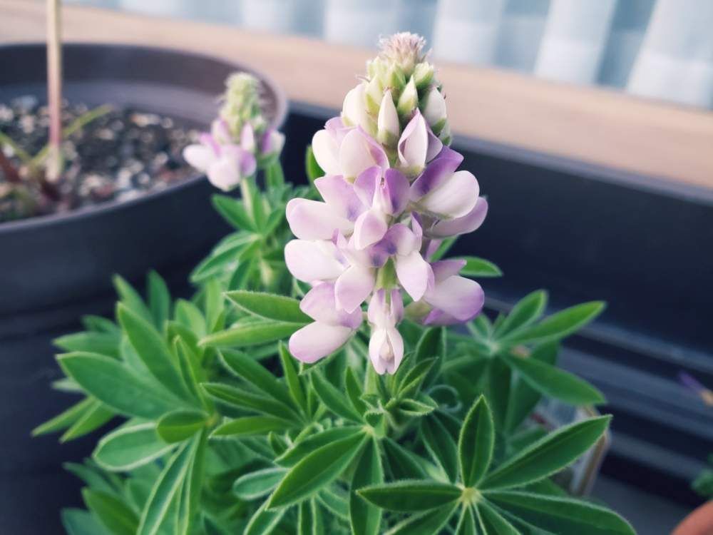 ルピナス by りっか