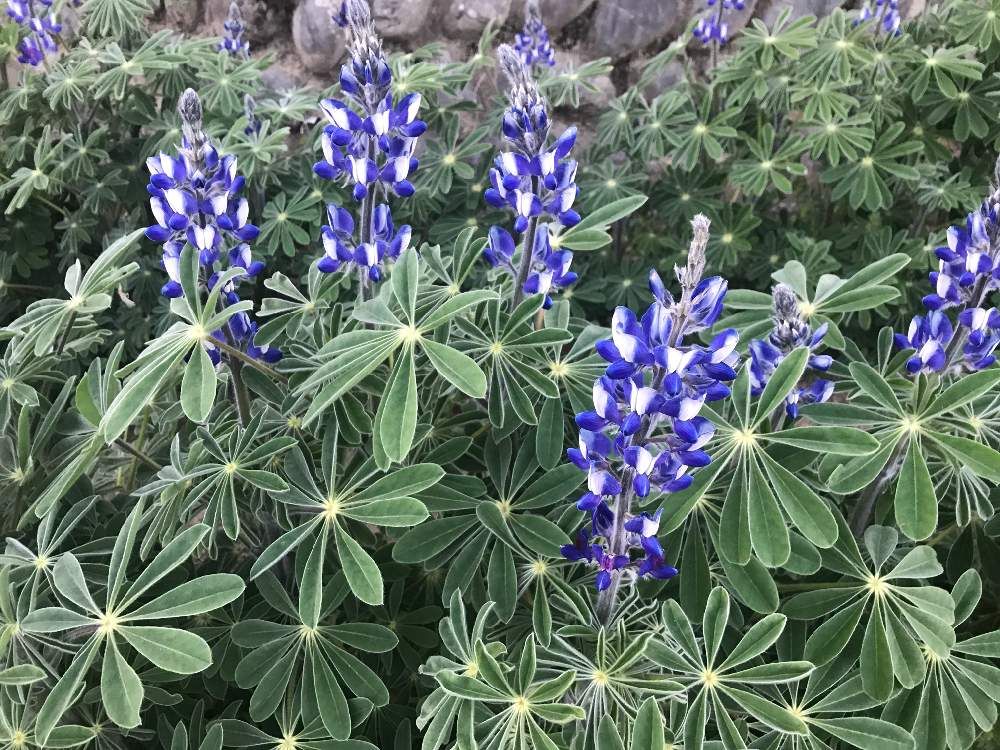 ルピナス by くに