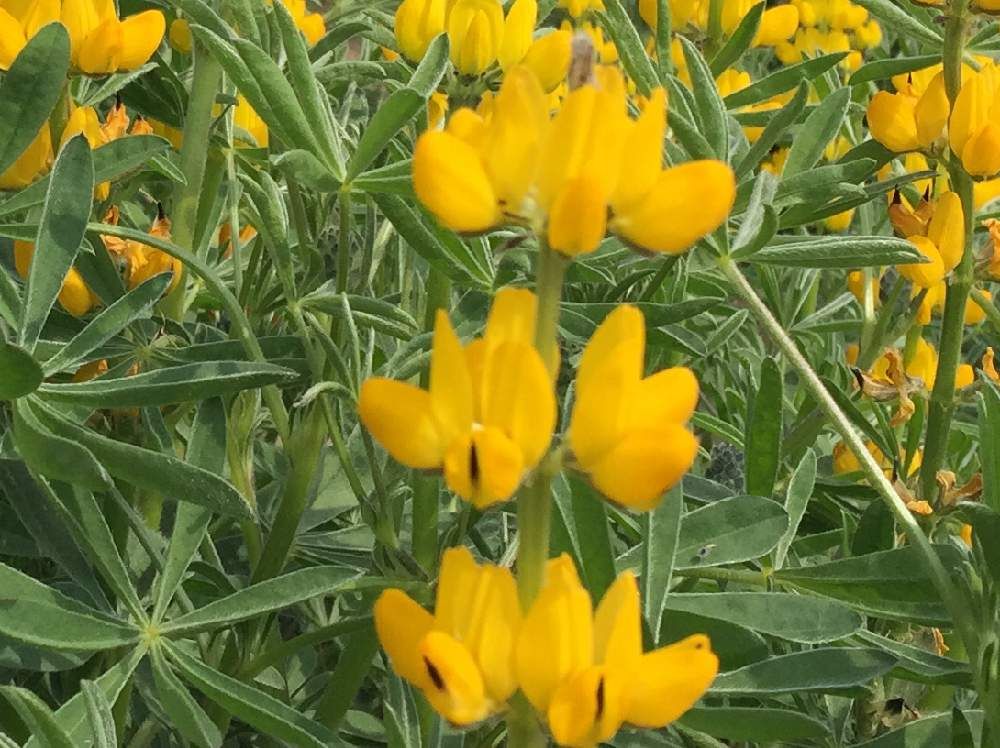 ルピナス by おじこ