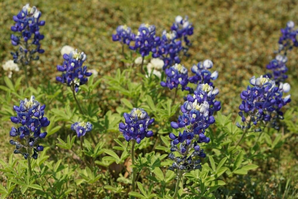 ルピナス by アジサイ