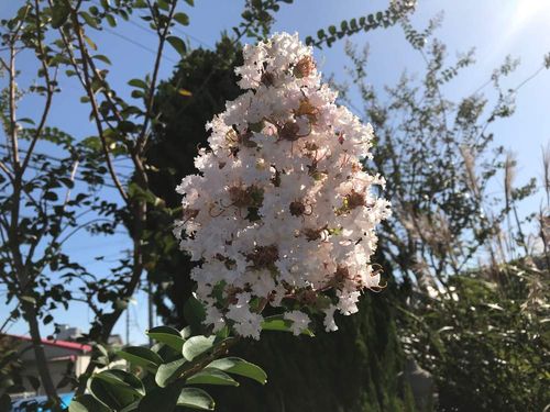 サルスベリ 百日紅 の花言葉 色 種類別の意味や由来は 贈るときの注意点は Greensnap グリーンスナップ