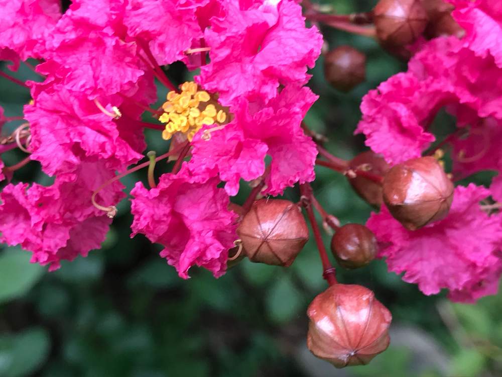 サルスベリ 百日紅 の花言葉 色 種類別の意味や由来は 贈るときの注意点は Greensnap グリーンスナップ