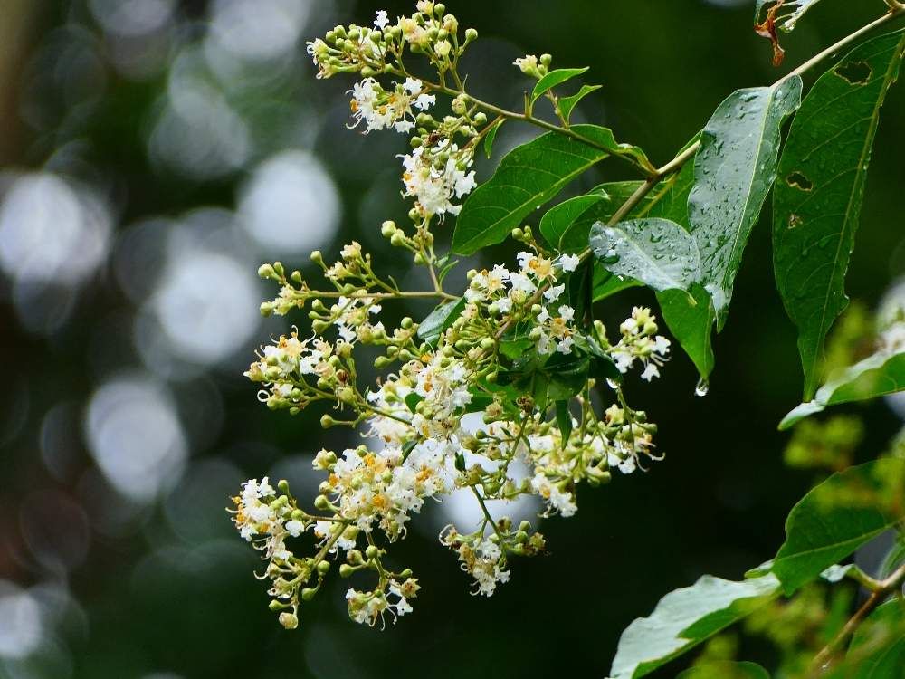 サルスベリ by 南国のくまさん