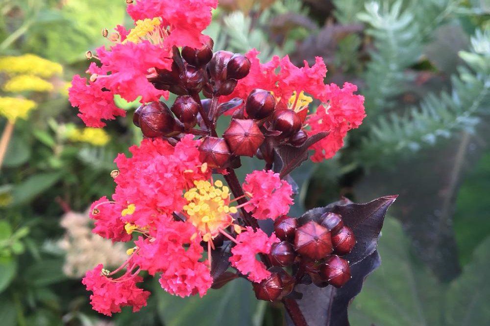 サルスベリ by デイジー