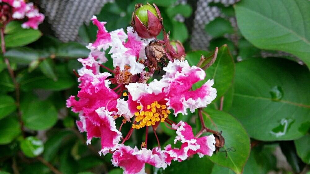 サルスベリ by えれなえれな