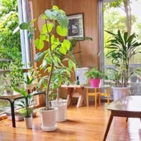 お祝いのプレゼントにおすすめの観葉植物｜引っ越し祝いや開業祝いでの選び方は？の画像