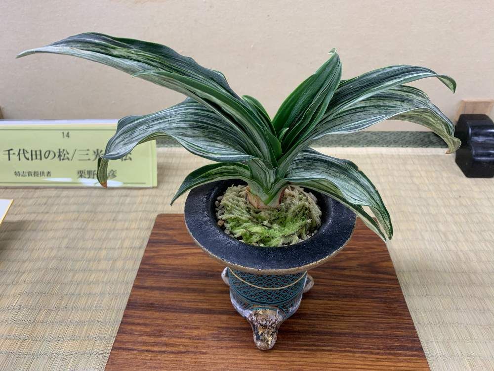 オモト　鉢植え　株　葉