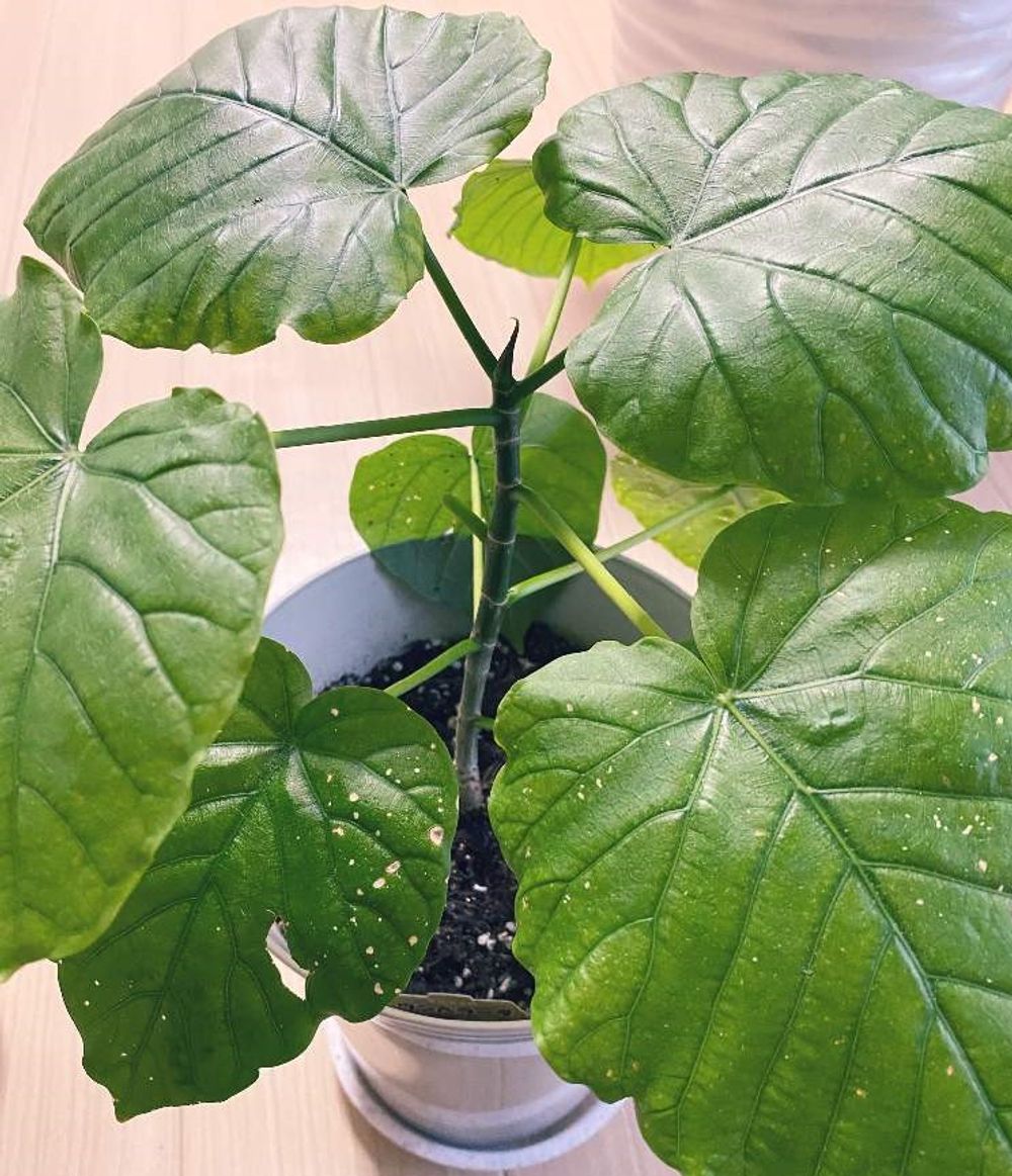 ウンベラータ　Photo by タタミさん