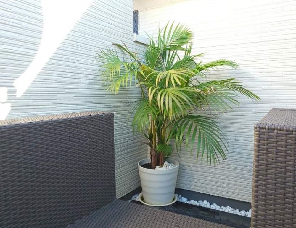 アレカヤシ　Photo by hiroさん