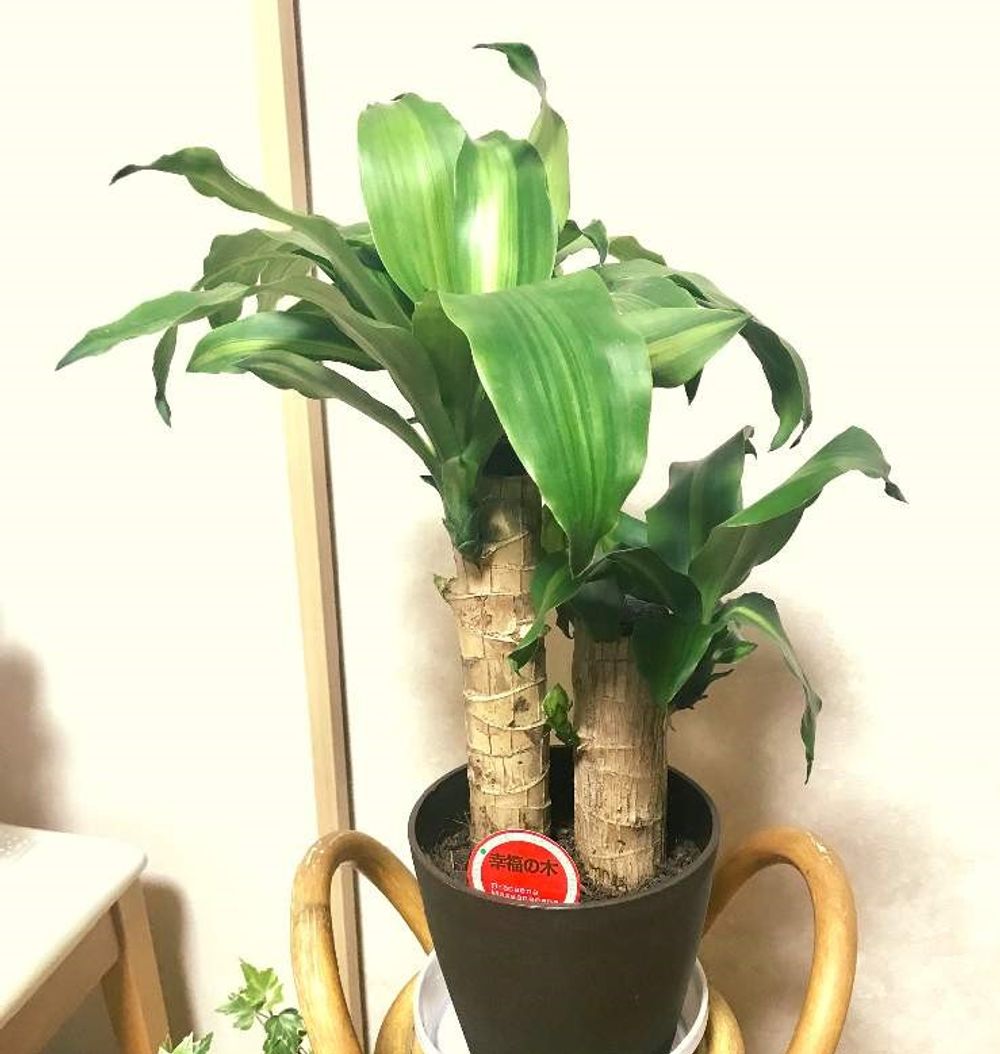 幸福の木　Photo by 723popoさん