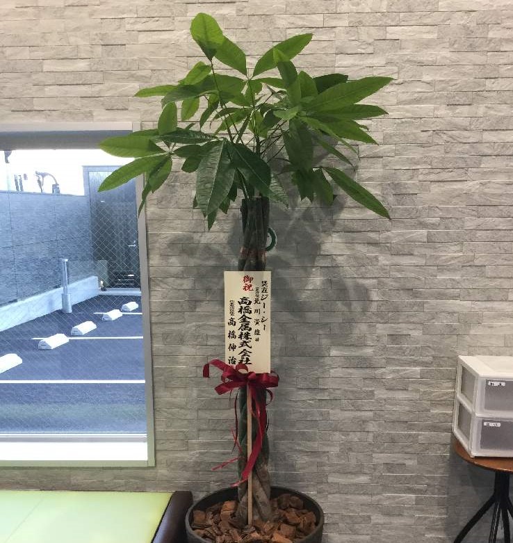 観葉植物をプレゼントしよう 引っ越し祝いや開店祝いにおすすめなのは Greensnap グリーンスナップ