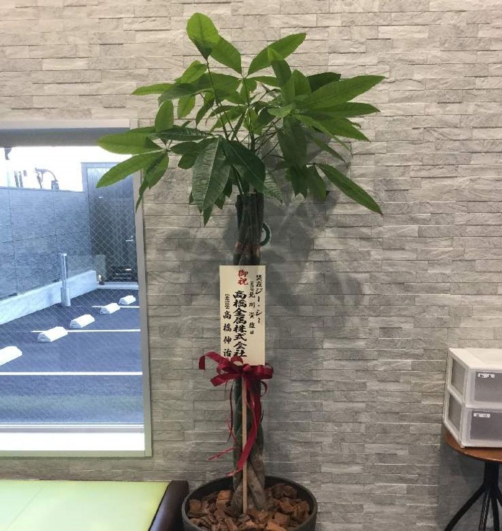 パキラ　Photo by yasuさん