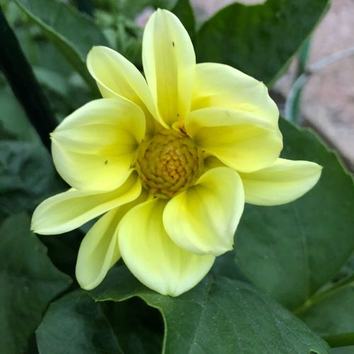 ダリアの育て方 球根は植えっぱなしでもok 鉢植えがおすすめ Greensnap グリーンスナップ