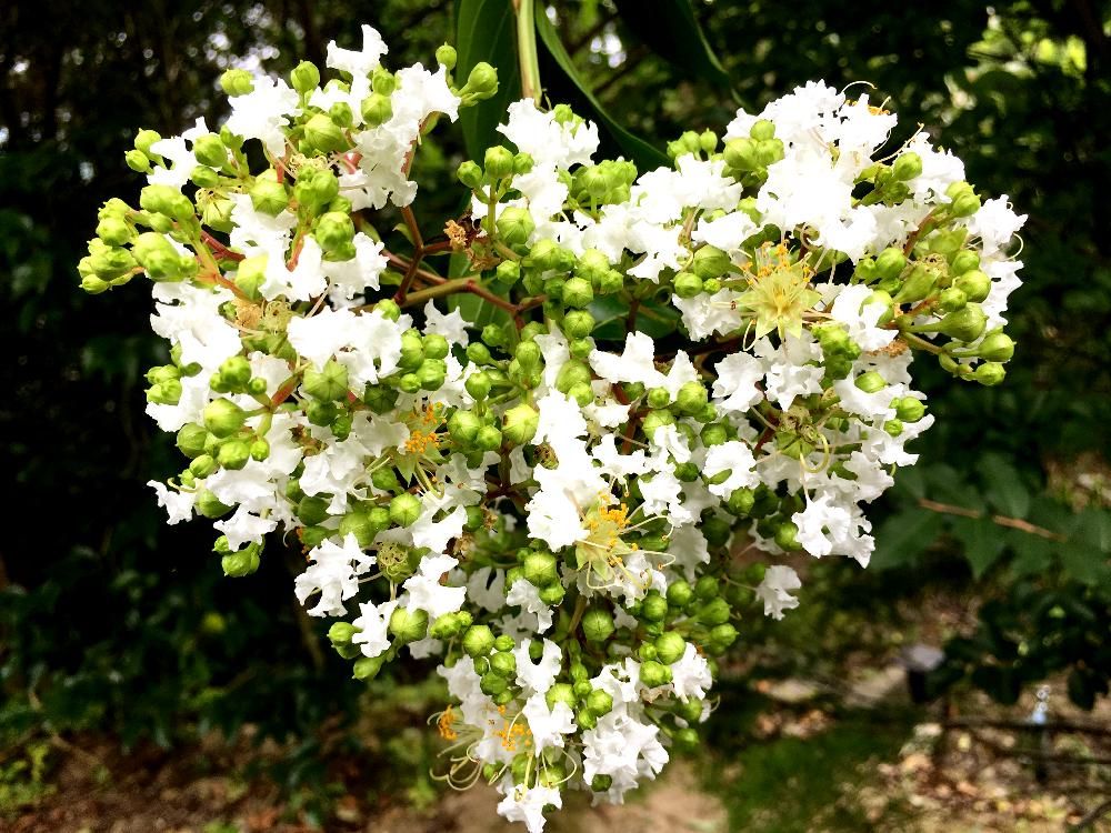 サルスベリ by radix