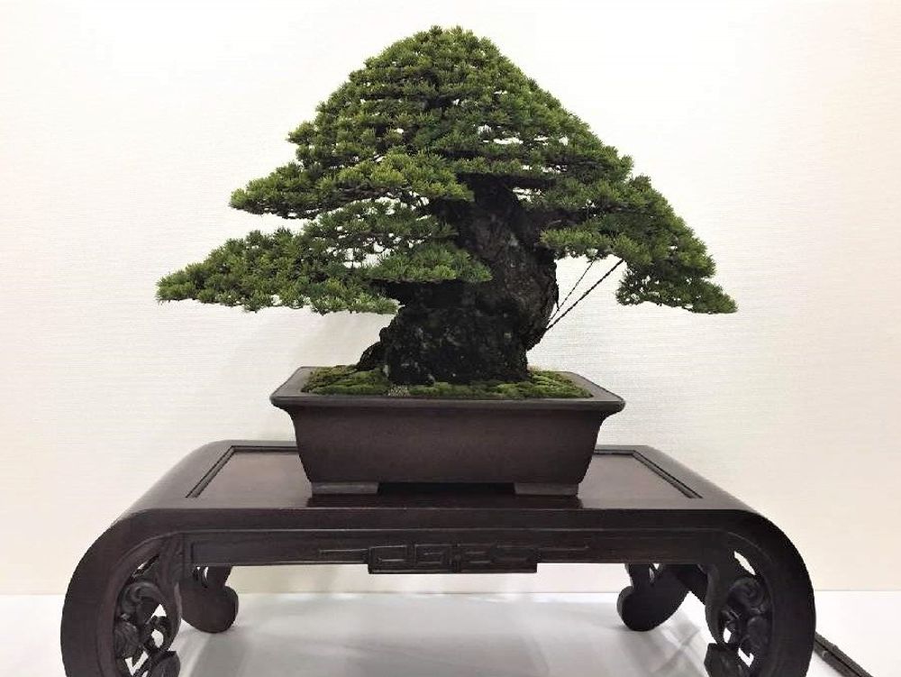 盆栽　photo by　ミミー