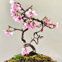 桜盆栽の育て方｜剪定や植え替えの時期・方法は？寿命はどれくらい？の画像