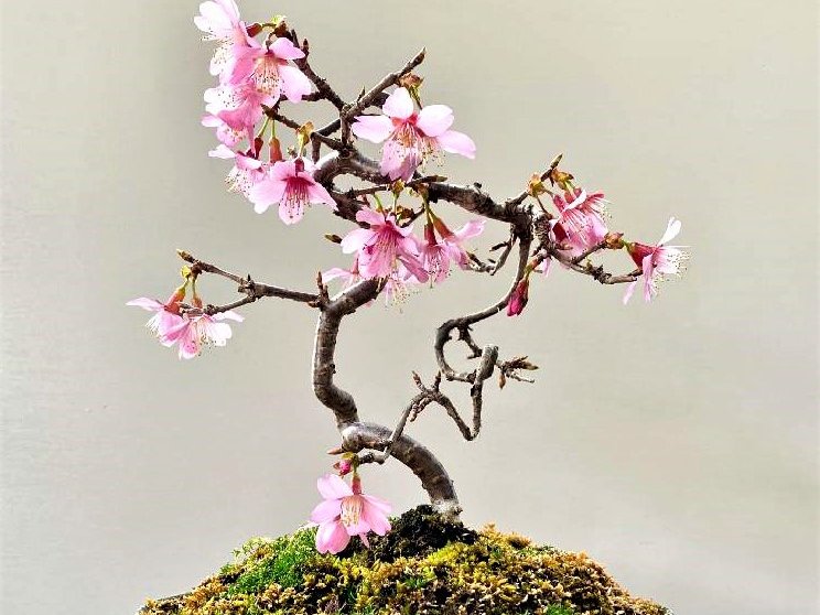 桜盆栽の育て方 剪定や植え替えの時期 方法は 寿命はどれくらい Greensnap グリーンスナップ