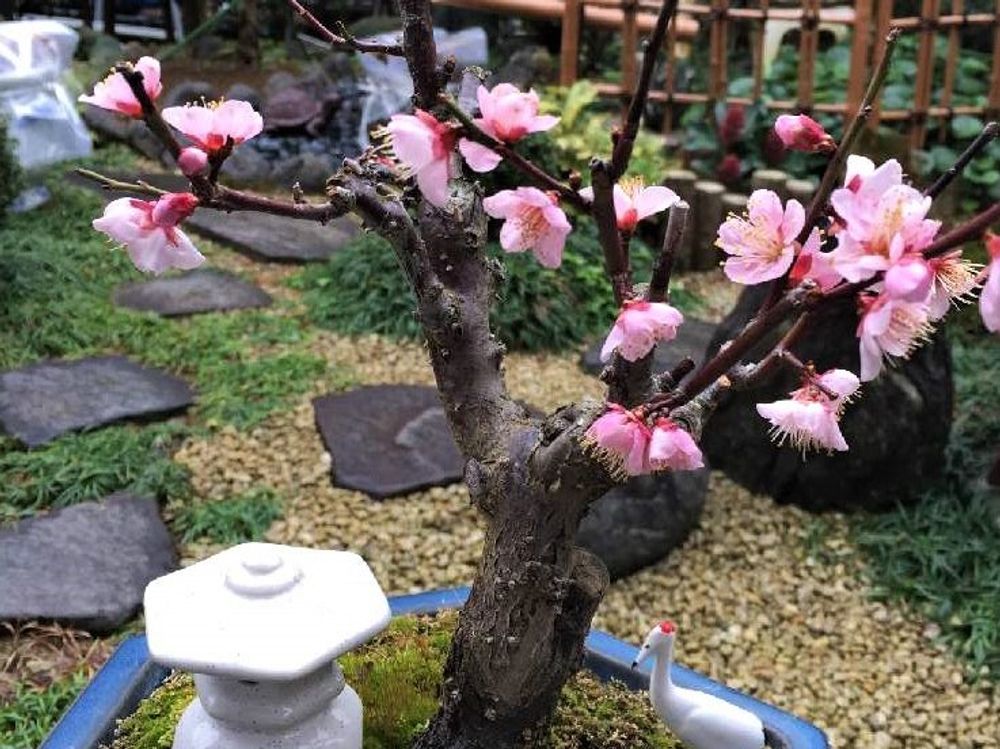 梅盆栽　photo by　いも