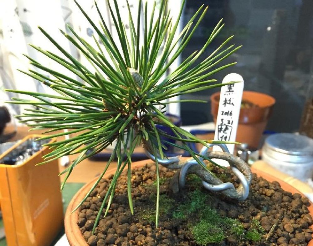 針金掛け　photo by　Pitoro