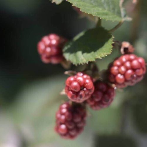 ラズベリー 木苺 の育て方 鉢植えで収穫するコツは 剪定の時期や方法は Greensnap グリーンスナップ ラズベリー 木苺 の育て方 鉢植えで収穫するコツは 剪定の時期や方法は Greensnap グリーンスナップ