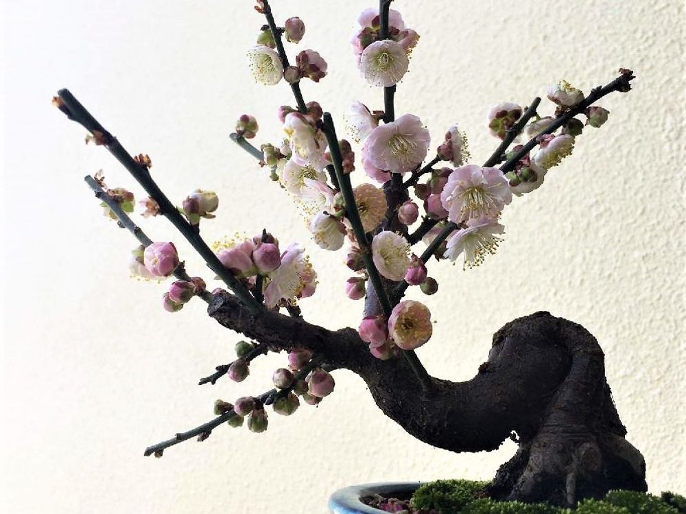 梅盆栽　photo by　nanculumii