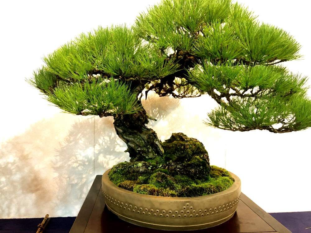 松盆栽　photo by　kinoco