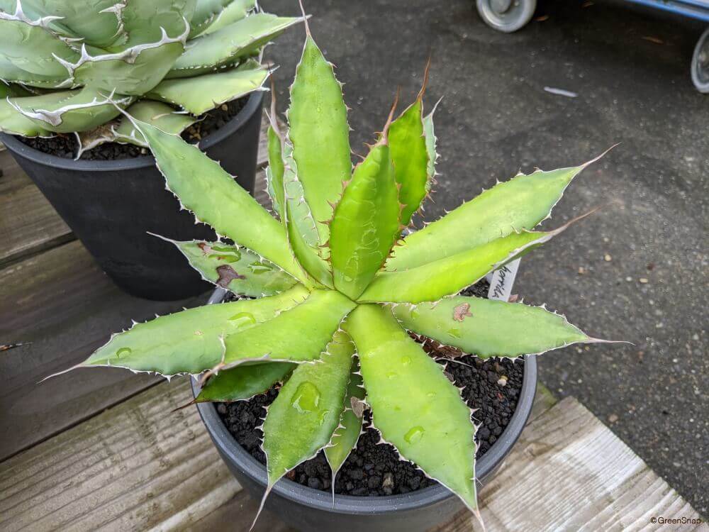 turnplant_] 超稀少 c4 現地株 大株 子株付アガベ オアハカ