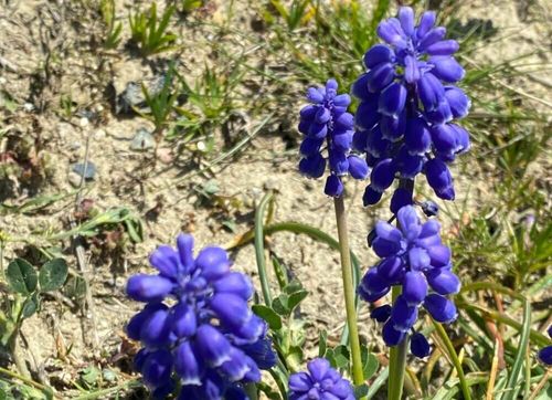 ムスカリの花言葉 花の特徴や種類 怖い意味もあるって本当 Greensnap グリーンスナップ