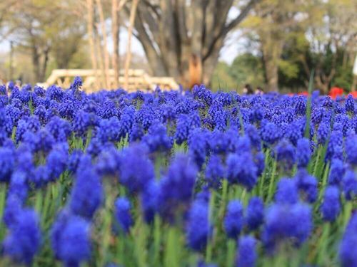 ムスカリの花言葉 花の特徴や種類 怖い意味もあるって本当 Greensnap グリーンスナップ