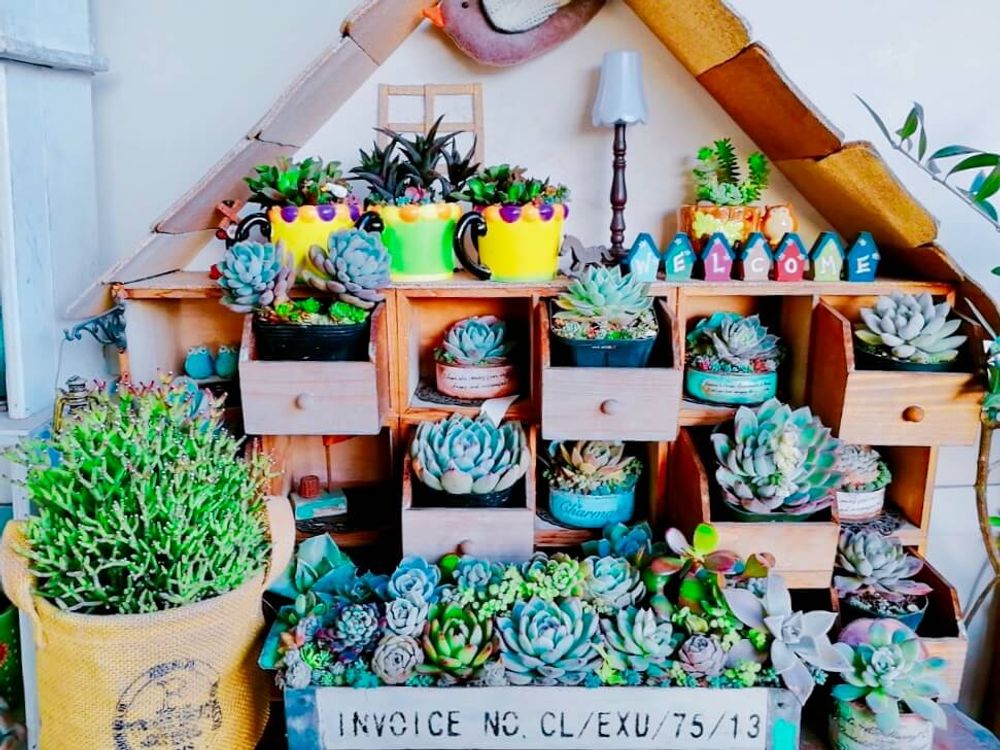 多肉棚　多肉植物　多肉