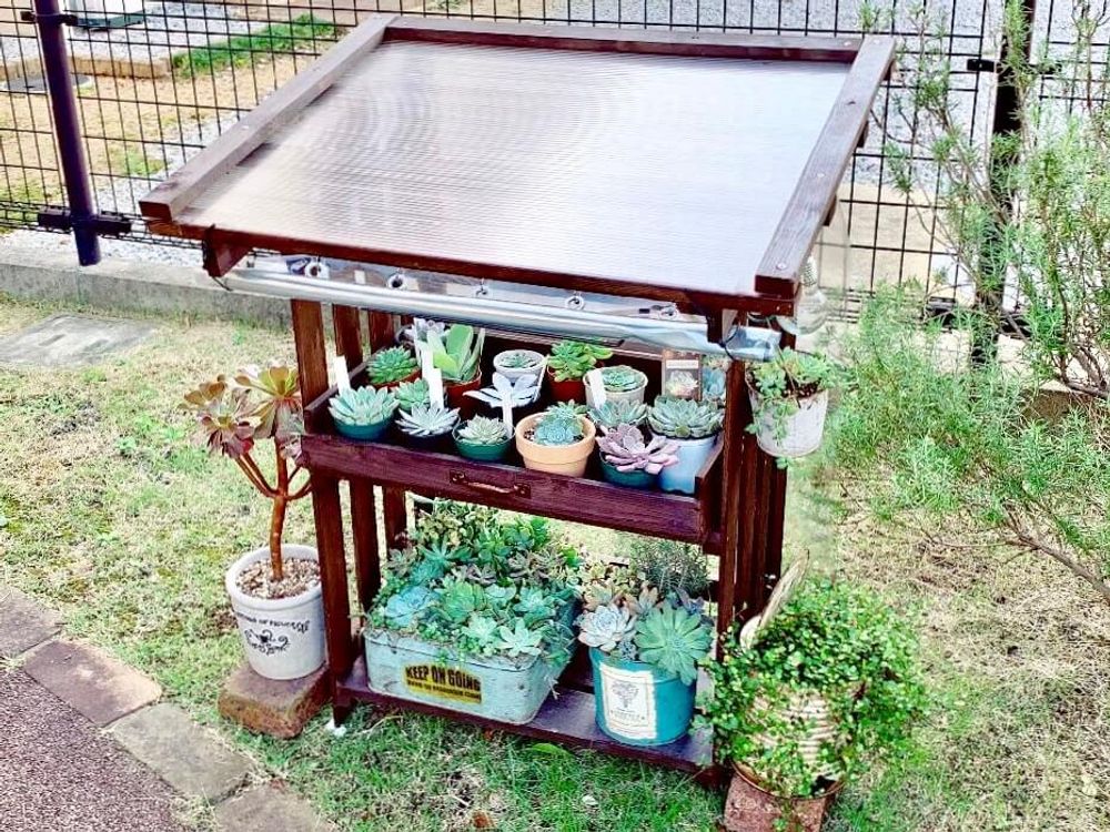 多肉棚　多肉植物