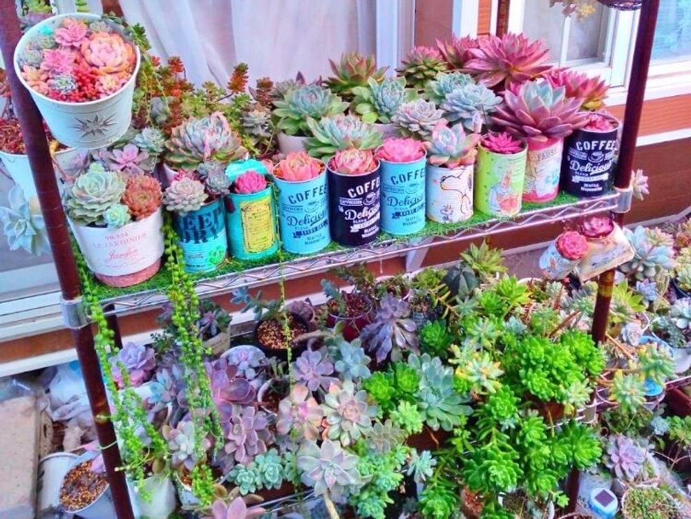 多肉棚　多肉植物